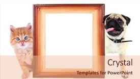  Presentation with funny animal - Beautiful PPT theme featuring little red kitten with frame backdrop and a coral colored foreground
