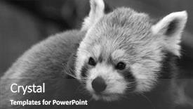  Presentation with red panda - PPT theme featuring little red panda portrait background and a dark gray colored foreground