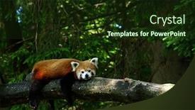  Presentation with red panda - Slide deck enhanced with little-red-panda-resting background and a tawny brown colored foreground