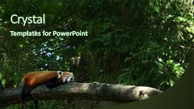  Presentation with red panda - Cool new theme with little red panda resting backdrop and a wine colored foreground