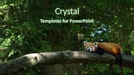  Presentation with red panda - Beautiful PPT layouts featuring little red panda resting backdrop and a wine colored foreground