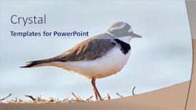  Presentation with natural - PPT theme having little-ringed-plover-in-natural background and a sky blue colored foreground