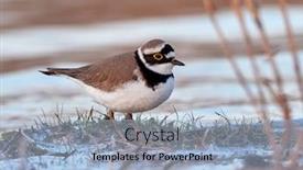 Presentation with natural - Beautiful PPT theme featuring little-ringed-plover-in-natural backdrop and a light blue colored foreground