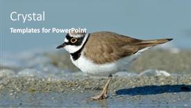  Presentation with natural - Amazing presentation design having little-ringed-plover-in-natural backdrop and a light blue colored foreground