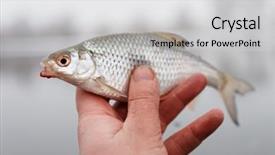  Presentation with fisherman - Presentation theme consisting of little roach with bloodworm background and a light gray colored foreground