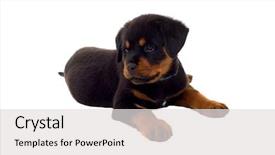  Presentation with rottweiler puppy - Slide deck with little rottweiler puppy dog isolated background and a light gray colored foreground