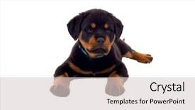  Presentation with rottweiler puppy - Theme enhanced with little rottweiler puppy dog isolated background and a  colored foreground