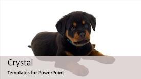  Presentation with rottweiler puppy - PPT theme featuring little rottweiler puppy dog isolated background and a light gray colored foreground