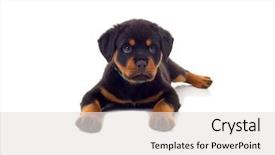  Presentation with rottweiler puppy - Colorful presentation theme enhanced with little rottweiler puppy dog isolated backdrop and a light gray colored foreground