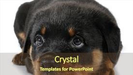  Presentation with rottweiler puppy - Cool new theme with steel beams roof truss residential backdrop and a coral colored foreground