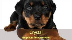  Presentation with rottweiler puppy - Presentation theme featuring little rottweiler puppy dog background and a tawny brown colored foreground