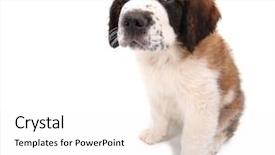  Presentation with 40s or 50s sad - PPT theme featuring little saint bernard puppy looking background and a  colored foreground