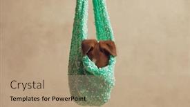  Presentation with russell - Cool new presentation design with little-sleepy-jack-russell-terrier backdrop and a coral colored foreground