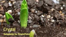  Presentation with sprout - PPT theme with little sprout of a plant background and a tawny brown colored foreground