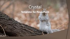  Presentation with tree - PPT layouts featuring little-squirrel-sitting and a gray colored foreground