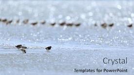  Presentation with sea - Slide deck enhanced with little-stints-and-sandpipers-standing background and a light blue colored foreground