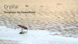  Presentation with sea - Presentation design consisting of little-stints-and-sandpipers-standing background and a lemonade colored foreground