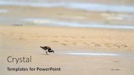  Presentation with sea - PPT layouts featuring little-stints-and-sandpipers-standing background and a soft green colored foreground