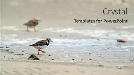  Presentation with sea - PPT theme consisting of little-stints-and-sandpipers-standing background and a light gray colored foreground