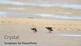  Presentation with sea - PPT theme enhanced with little-stints-and-sandpipers-standing background and a  colored foreground