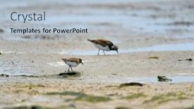  Presentation with sea - Presentation design enhanced with little-stints-and-sandpipers-standing background and a light blue colored foreground