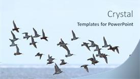  Presentation with air - Presentation design having little-stints-flying-in-swarm background and a sky blue colored foreground