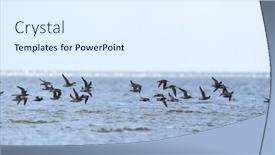  Presentation with air - Presentation theme enhanced with little-stints-flying-in-swarm background and a sky blue colored foreground