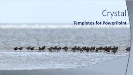  Presentation with sea - Presentation theme enhanced with little-stints-in-the-wadden background and a sky blue colored foreground
