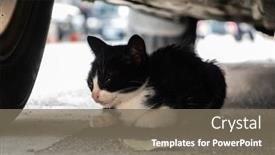  Presentation with hidden - Theme with little-stray-black-and-white background and a gray colored foreground