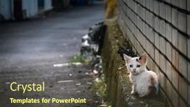 Presentation with city street - Audience pleasing presentation consisting of little-stray-cat-sit backdrop and a tawny brown colored foreground