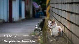  Presentation with city street - Theme consisting of little-stray-cat-sit background and a gray colored foreground