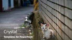  Presentation with city street - Beautiful presentation theme featuring little-stray-cat-sit backdrop and a tawny brown colored foreground