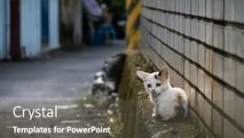  Presentation with city street - Presentation theme featuring little-stray-cat-sit background and a dark gray colored foreground