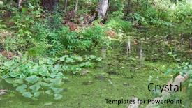  Presentation with swamp - Audience pleasing PPT layouts consisting of little swamp in the forest backdrop and a  colored foreground