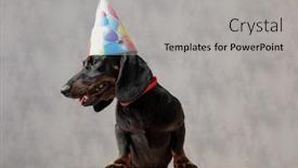  Presentation with birthday - Slide deck with little teckel puppy dog with birthday hat sitting on wooden board and looking aside pensive against gray studio background background and a light gray colored foreground