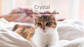  Presentation with cat - Presentation theme with little-tortoiseshell-cat-lying background and a sky blue colored foreground
