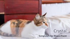  Presentation with cat - Presentation design featuring little-tortoiseshell-cat-lying background and a lemonade colored foreground