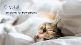  Presentation with sleep - Presentation theme consisting of little-tortoiseshell-cat-sleep background and a sky blue colored foreground