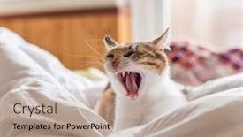  Presentation with cat - Amazing presentation theme having little-tortoiseshell-cat-yawning backdrop and a mint green colored foreground