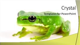  Presentation with frog - Colorful presentation enhanced with little tree-frog on white backdrop and a  colored foreground