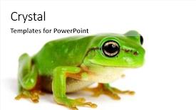  Presentation with white birch tree - Colorful slides enhanced with little tree-frog on white backdrop and a white colored foreground