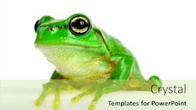  Presentation with frog - Presentation design having little-tree-frog-on-white background and a yellow colored foreground