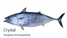  Presentation with fish tuna - Presentation theme having little tunny catch tuna fish background and a white colored foreground