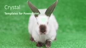  Presentation with high quality - PPT theme having little-white-bunny-going background and a ocean colored foreground