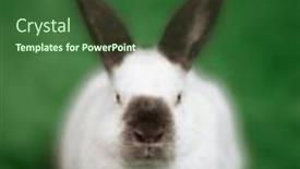  Presentation with high quality - Presentation having little-white-bunny-sitting background and a forest green colored foreground