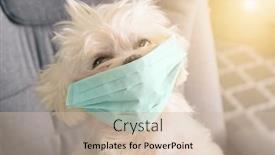  Presentation with surgical - Cool new presentation with little-white-dog-sits backdrop and a soft green colored foreground