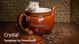  Presentation with gerbil - Presentation theme featuring little white gerbil rat hiding background and a tawny brown colored foreground