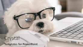  Presentation with dignity - Audience pleasing presentation theme consisting of little-white-intelligent-dog-works backdrop and a soft green colored foreground