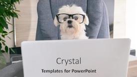  Presentation with president - Presentation theme enhanced with little-white-intelligent-dog-works background and a light gray colored foreground