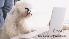  Presentation with president - Audience pleasing slide set consisting of little-white-intelligent-dog-works backdrop and a lemonade colored foreground